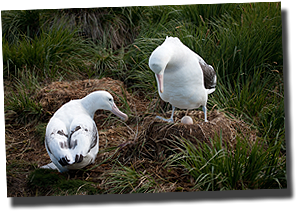 Het ei (Grote Albatrossen op het nest)