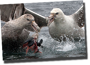 Reuzenstormvogels vechten om een karkas (Detail)