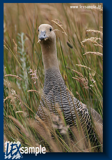 Female Upland Goose in the National Park Tierra del Fuego