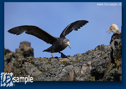 Giant petrels are very sensitive to disturbance, especially early in their breeding season