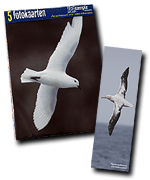 Set 'albatrosses & storm petrels' (ANK-A30) with free albatross book marker