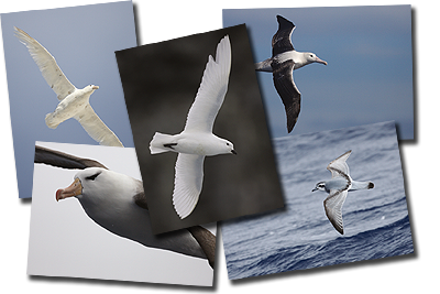 Set 'albatrosses & storm petrels' (ANK-A30)