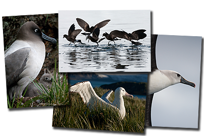 The new series of postcards that accompany the exhibition Nomaden Van De Oceaan